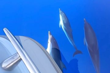 Dolphins at Favignana